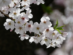 元荒川土手の桜03