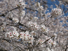 元荒川土手の桜４