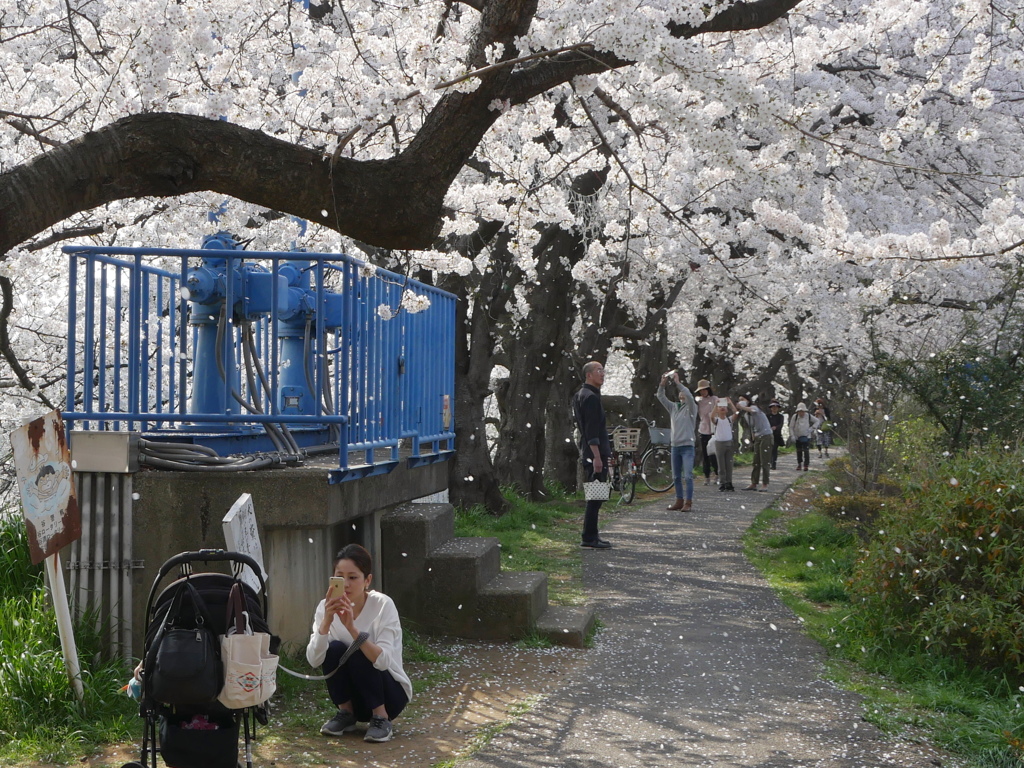 満開の元荒川の桜03