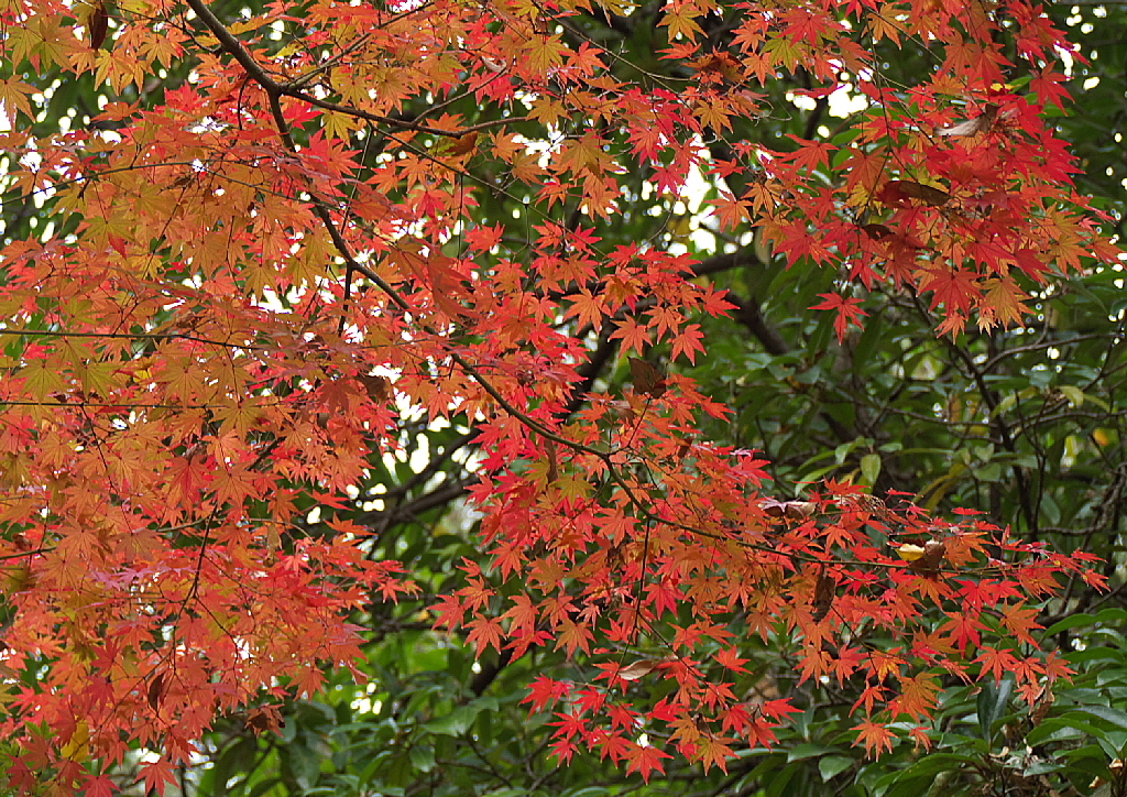 美しき紅葉03