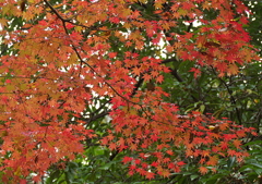 美しき紅葉03