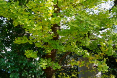 紅葉はこれからの久伊豆神社境内15