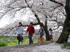 土手の桜５
