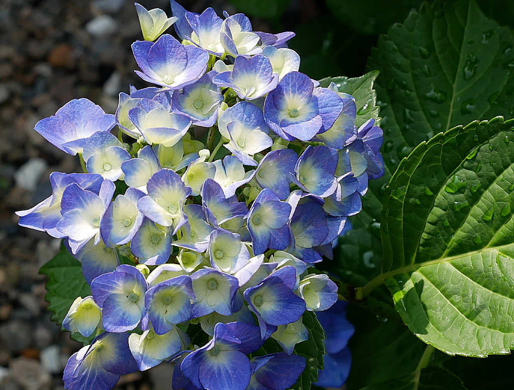 庭の花々Ⅱ02