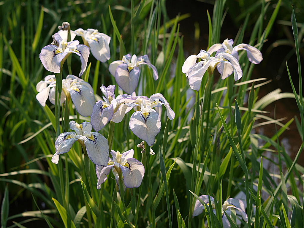市役所の土手で　5月31日②