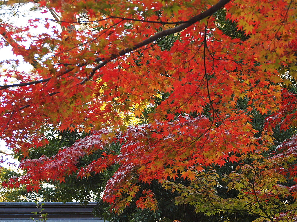 29年の紅葉20