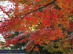 29年の紅葉20