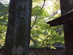 2019　久伊豆神社の紅葉15