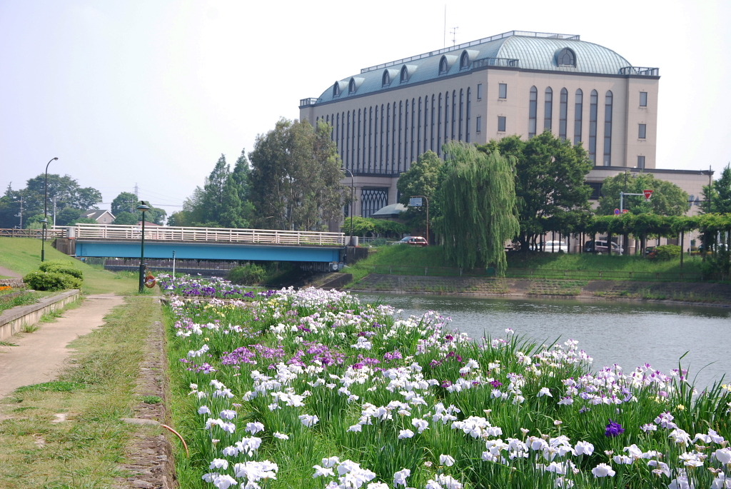 市役所の土手７
