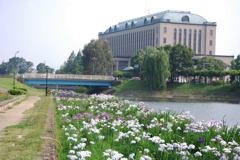 市役所の土手７