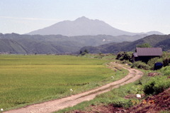 父の田んぼと岩木山　1991.8.25
