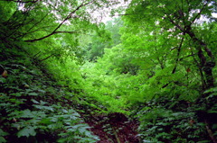 くろくまの滝05