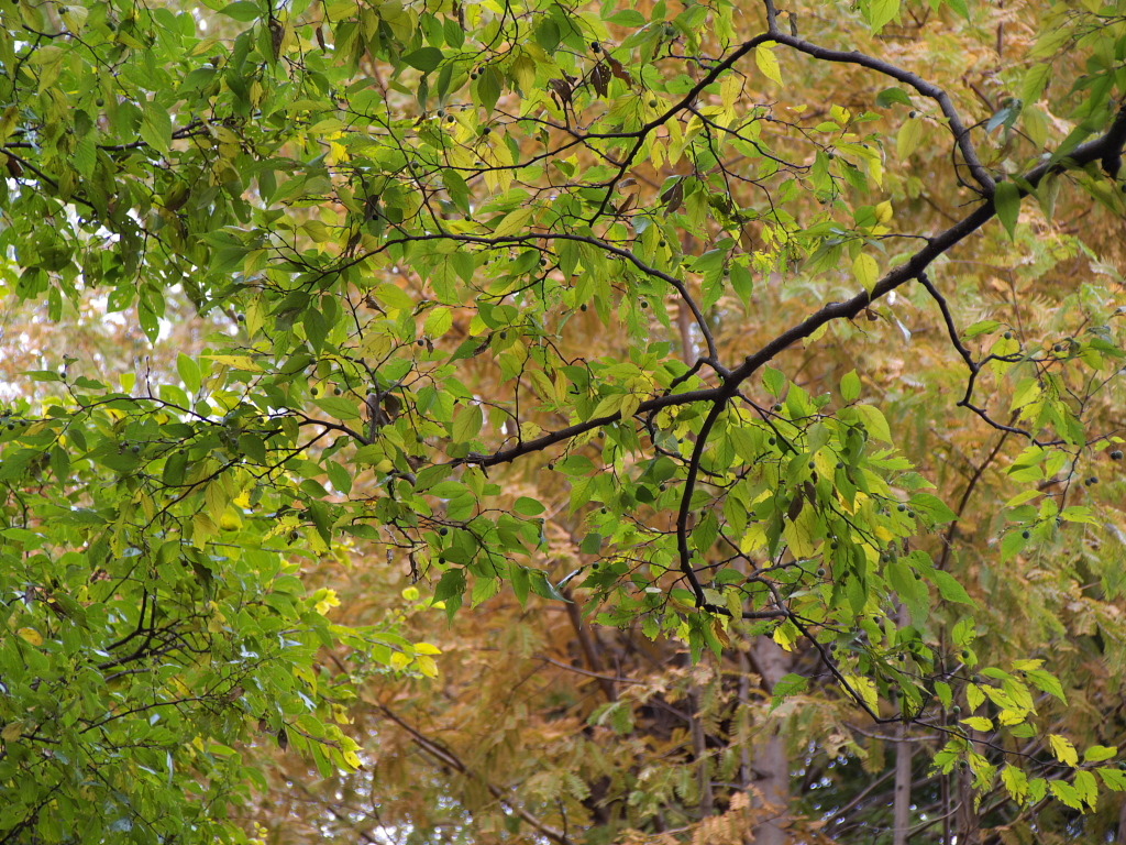 久伊豆神社にて２