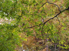 久伊豆神社にて２