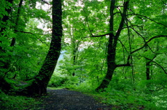 くろくまの滝03