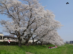 満開の元荒川の桜11