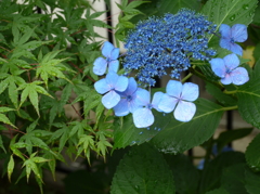 庭に咲いた紫陽花とカエデ02