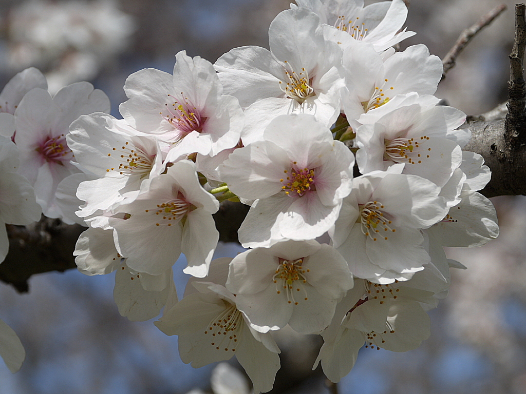 土手の桜４