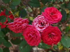庭の花々04