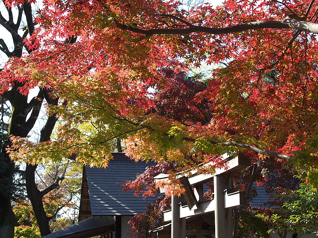 久伊豆神社の紅葉17