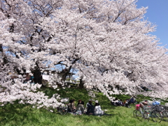 土手の桜２