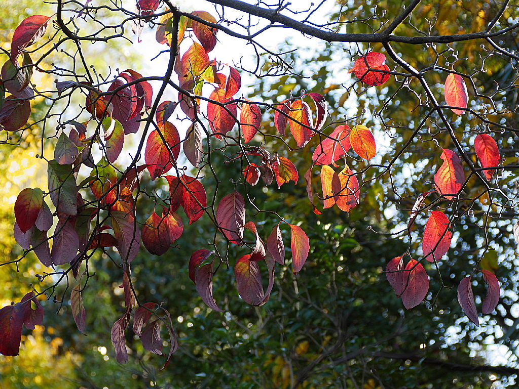 久伊豆神社の紅葉03