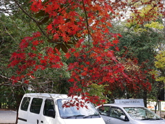 久伊豆神社の紅葉その２02