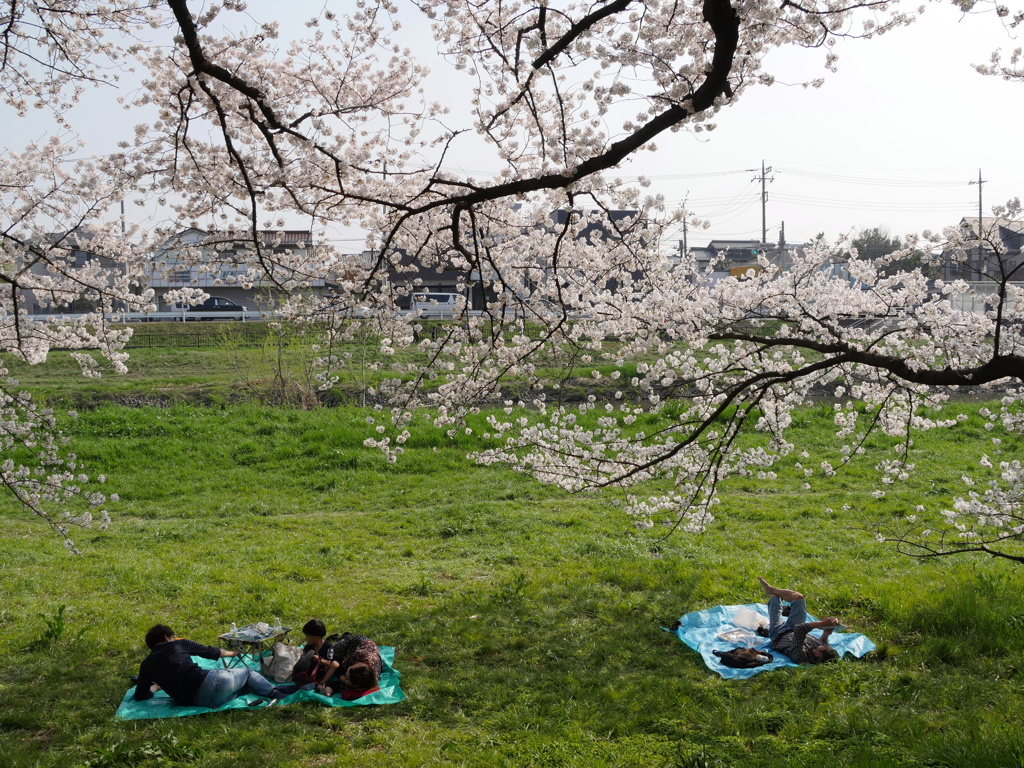 満開の元荒川の桜05