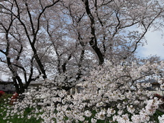 元荒川土手の桜12