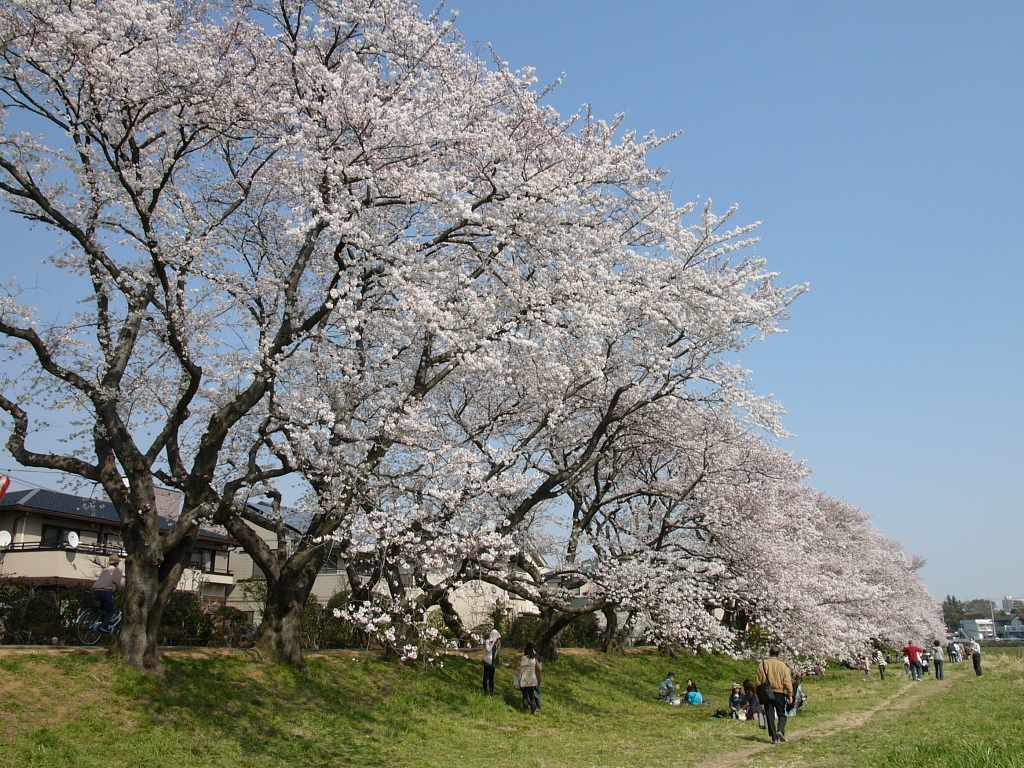 満開の元荒川土手08