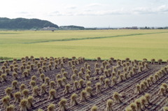 赤石から牛島を見る　1994.9.16