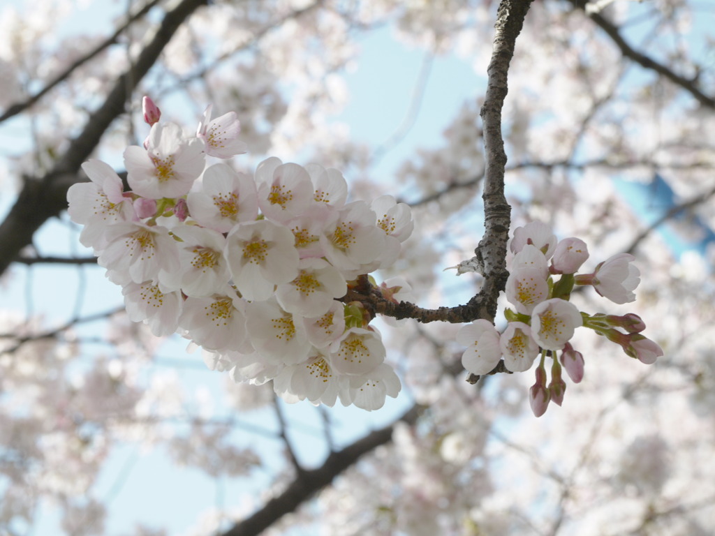 元荒川堤の桜１