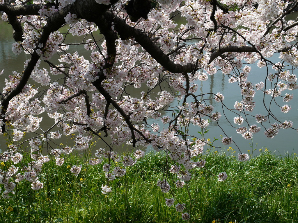 荒川土手の桜５