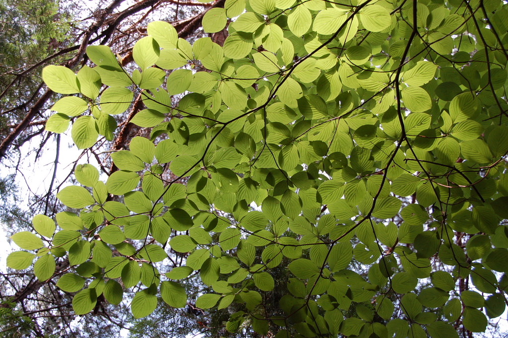 美しき木の葉４