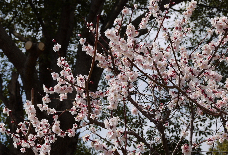 越谷の梅林公園1