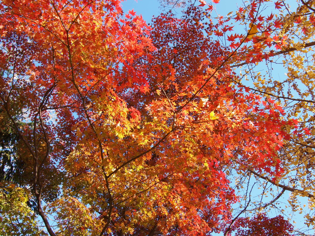 2019　久伊豆神社の紅葉02