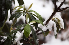雪の朝Ⅱ 6D02