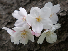 元荒川の桜06