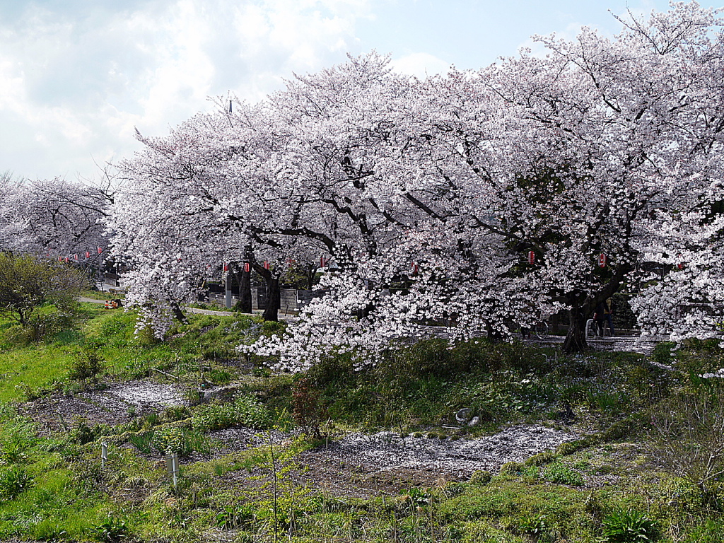 土手の桜３
