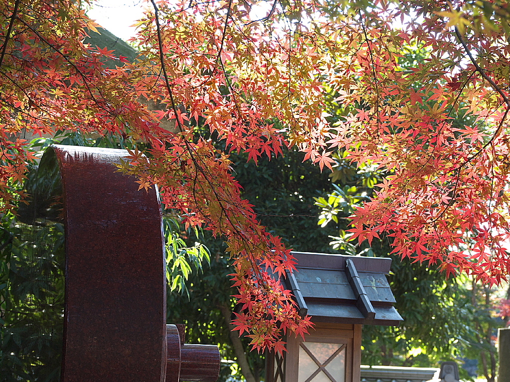 29年の紅葉13