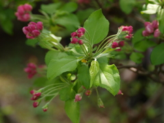庭の草花3