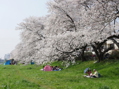満開の元荒川の桜07
