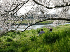 満開の元荒川土手05