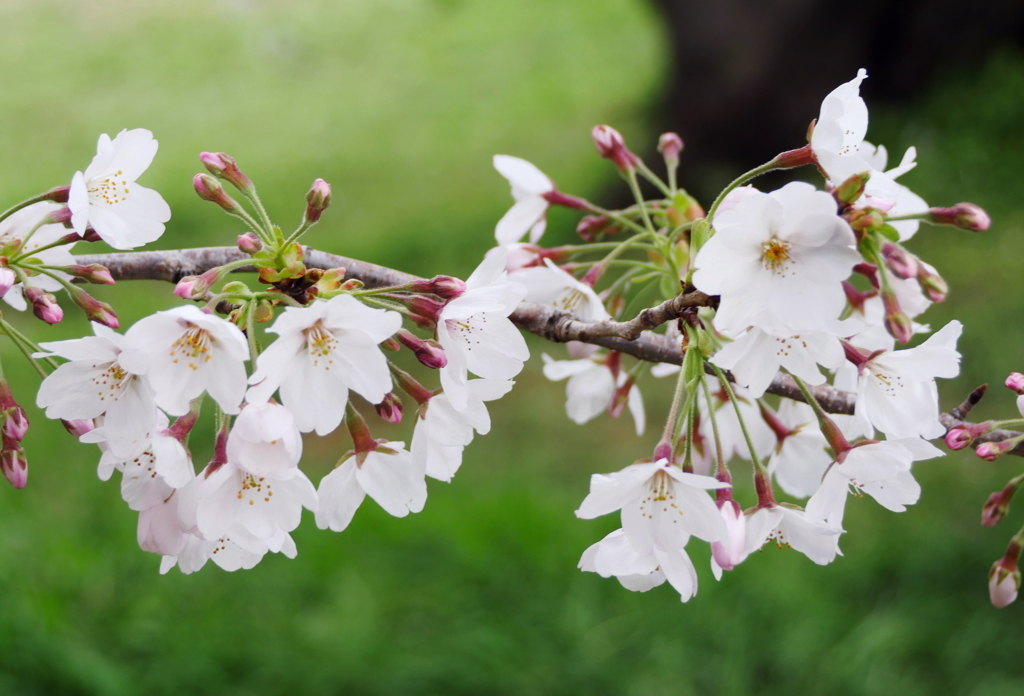 元荒川土手の桜02