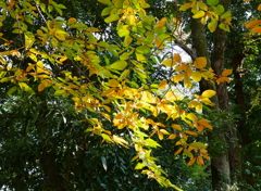 紅葉はこれからの久伊豆神社境内19