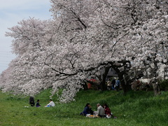 元荒川土手の桜11