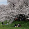 元荒川土手の桜11