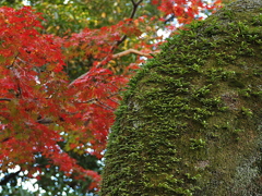 29年の紅葉21
