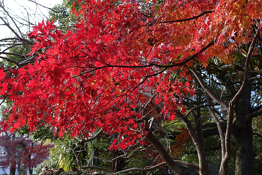 久伊豆神社の紅葉01
