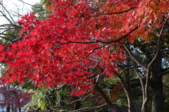 久伊豆神社の紅葉01